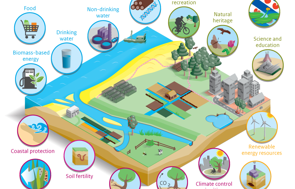 Infographic  Ecosystem services