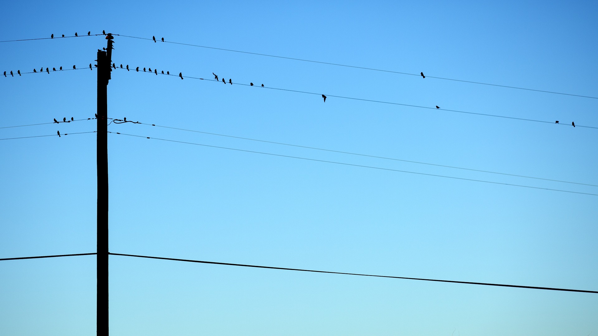 vogels op electriciteitsmast