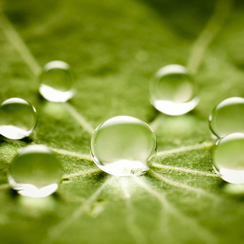 Close up van een groen blaadje met daarop zes kleine waterdruppels in een cirkel om een iets grotere waterdruppel heen.