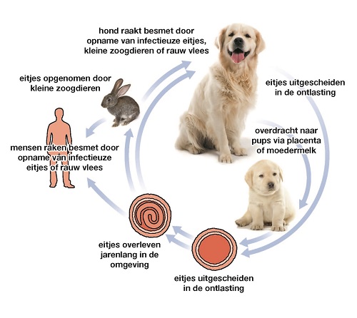 Levenscyclus Toxocara canis (bron: ESCCAP)